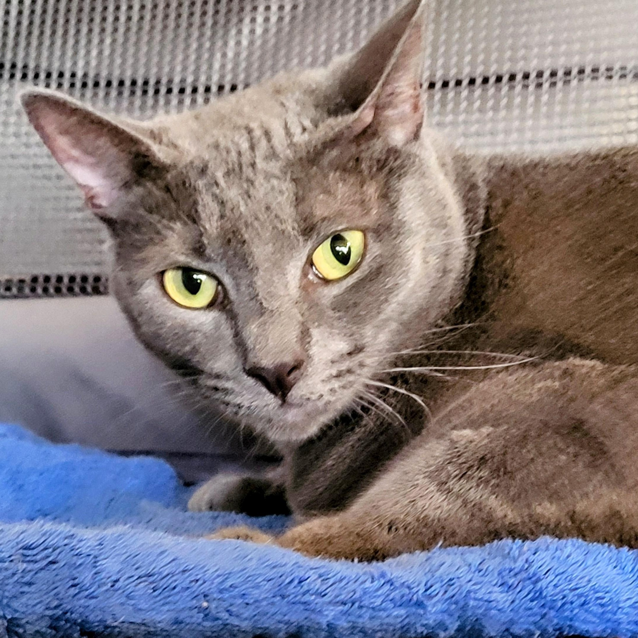 Francesca, Adoptable, Adult Female Russian Blue.