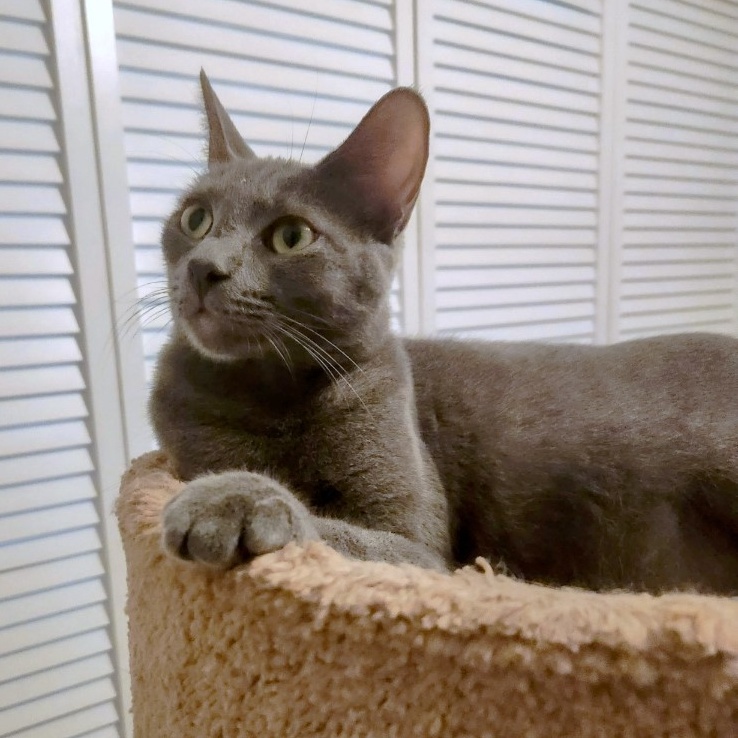 Francesca, a Adoptable Russian Blue in New Port Richey, FL image 4/5