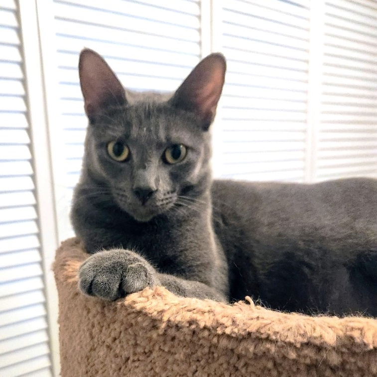 Francesca, a Adoptable Russian Blue in New Port Richey, FL image 5/5