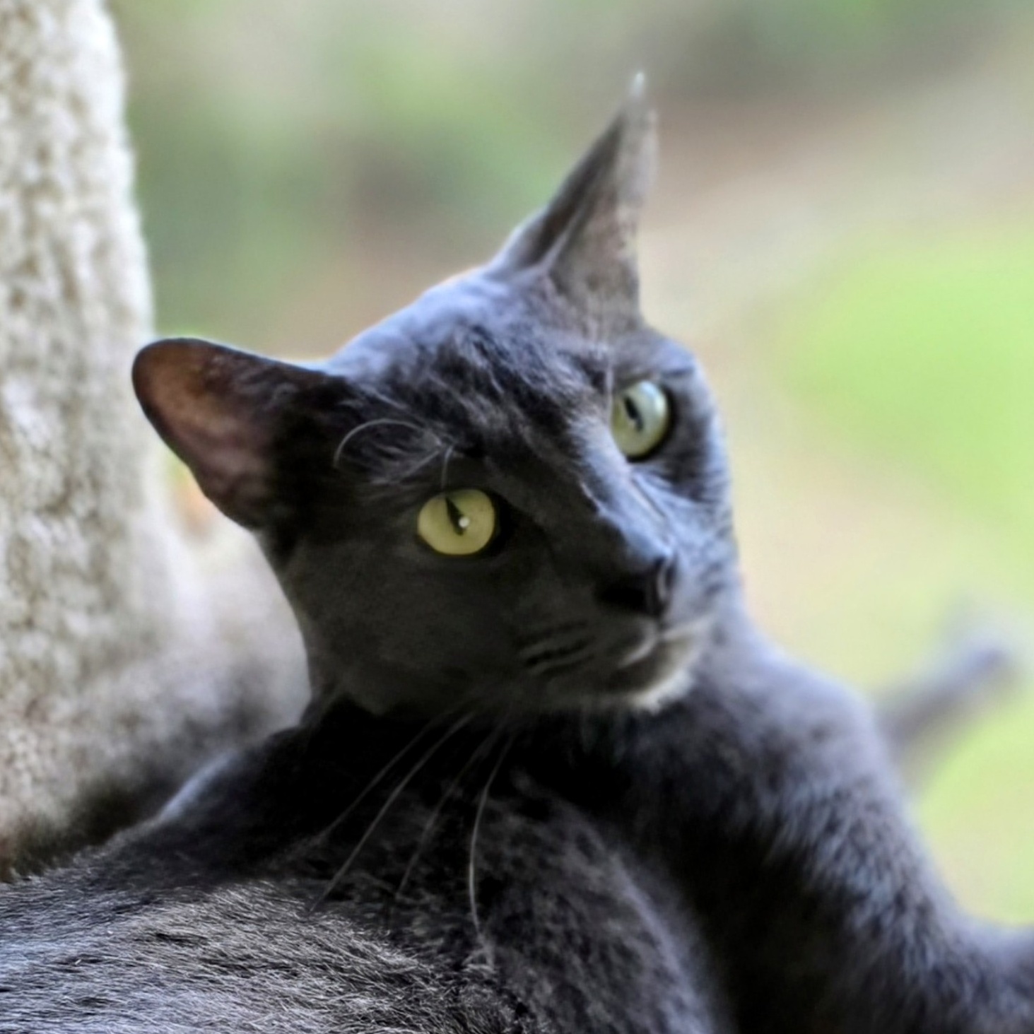 Francesca, a Adoptable Russian Blue in New Port Richey, FL image 2/5