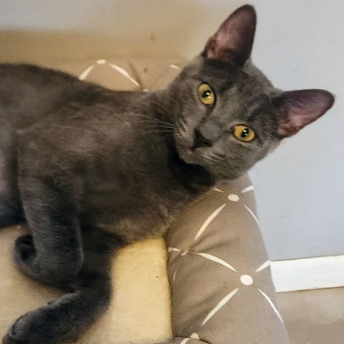 Francesca, a Adoptable Russian Blue in New Port Richey, FL image 3/5