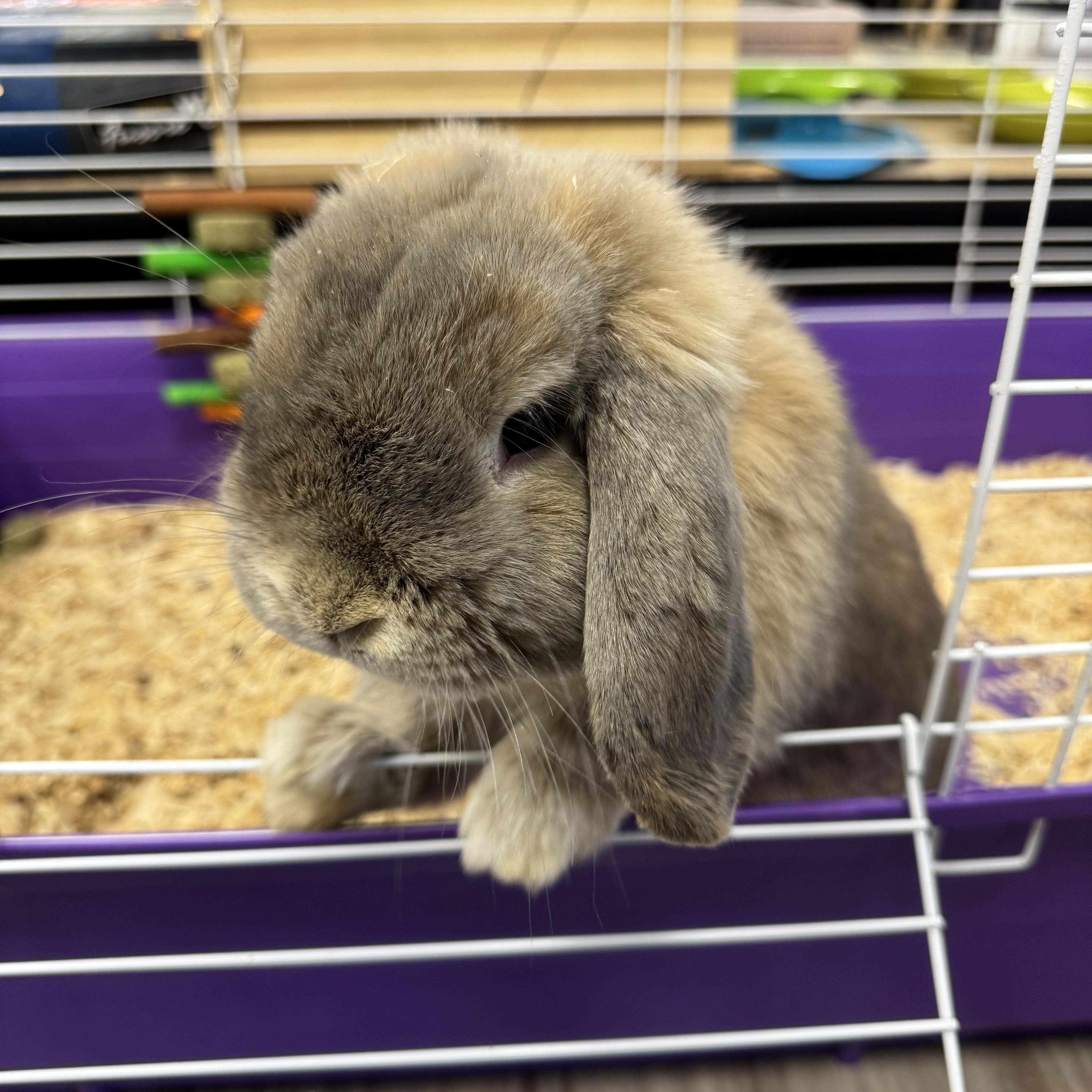 Theodore, adopted, Young Male American Fuzzy Lop.