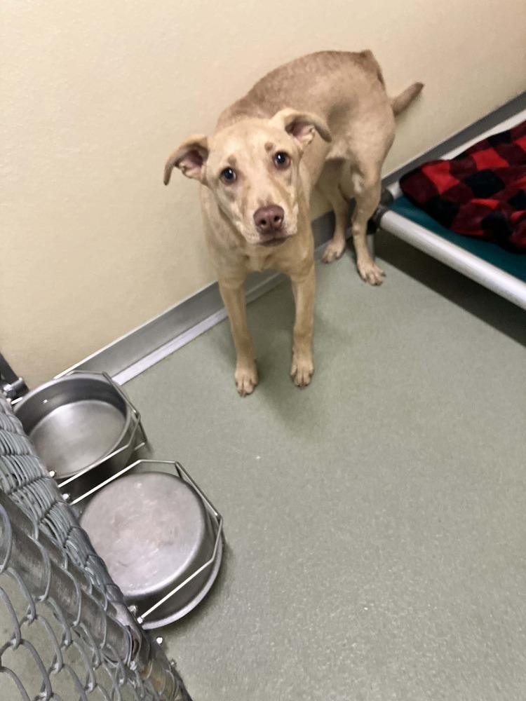 Honey, Adoptable, Young Female Weimaraner & Labrador Retriever.