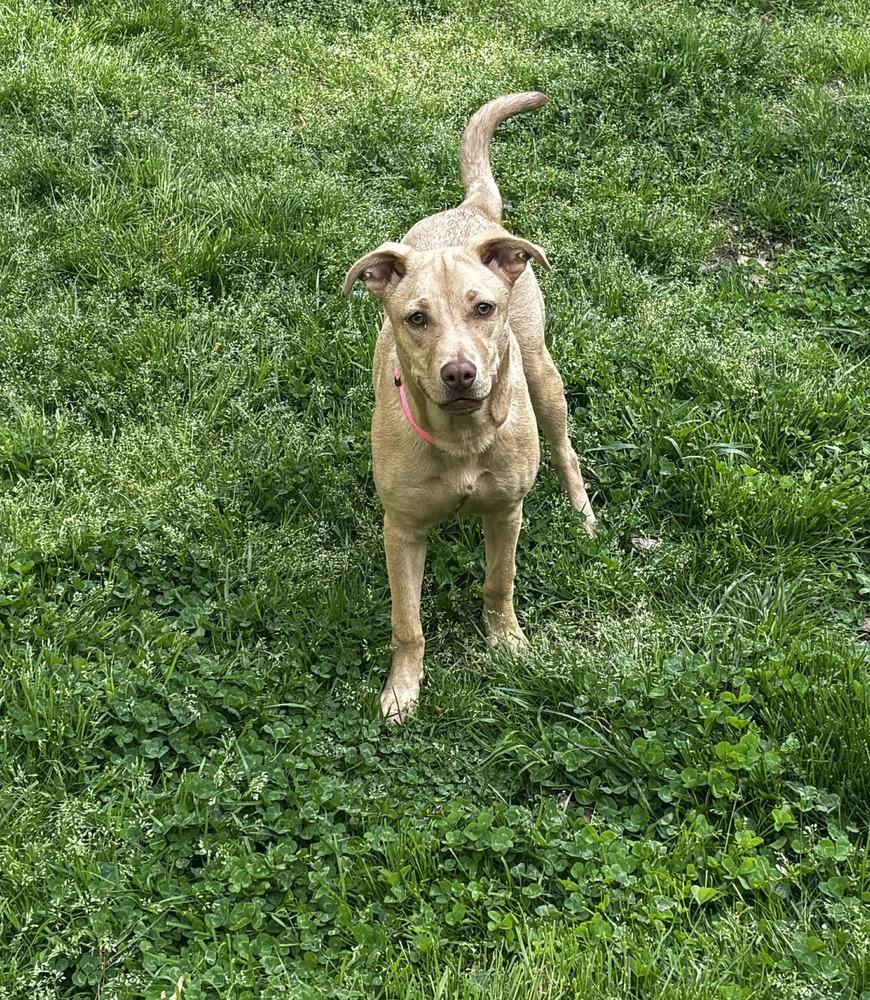 Enlarge Honey, a Adoptable mixed breed in Dutton, VA image 2/4