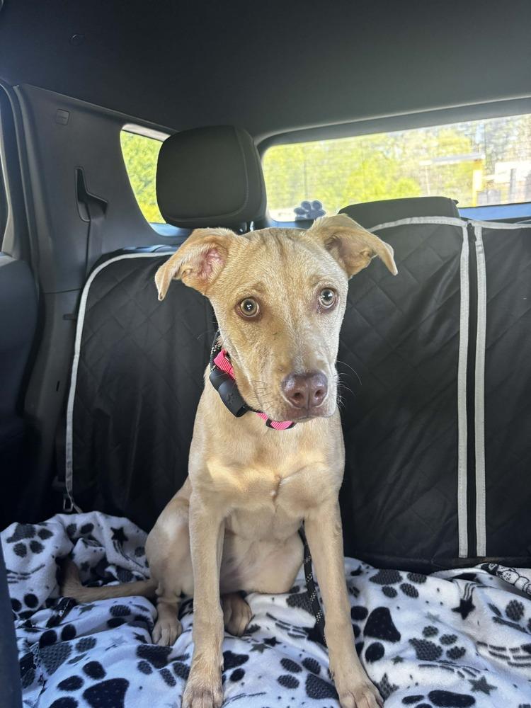 Enlarge Honey, a Adoptable mixed breed in Dutton, VA image 3/4
