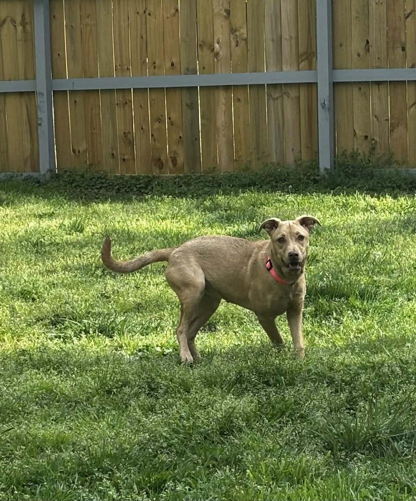 Enlarge Honey, a Adoptable mixed breed in Dutton, VA image 4/4