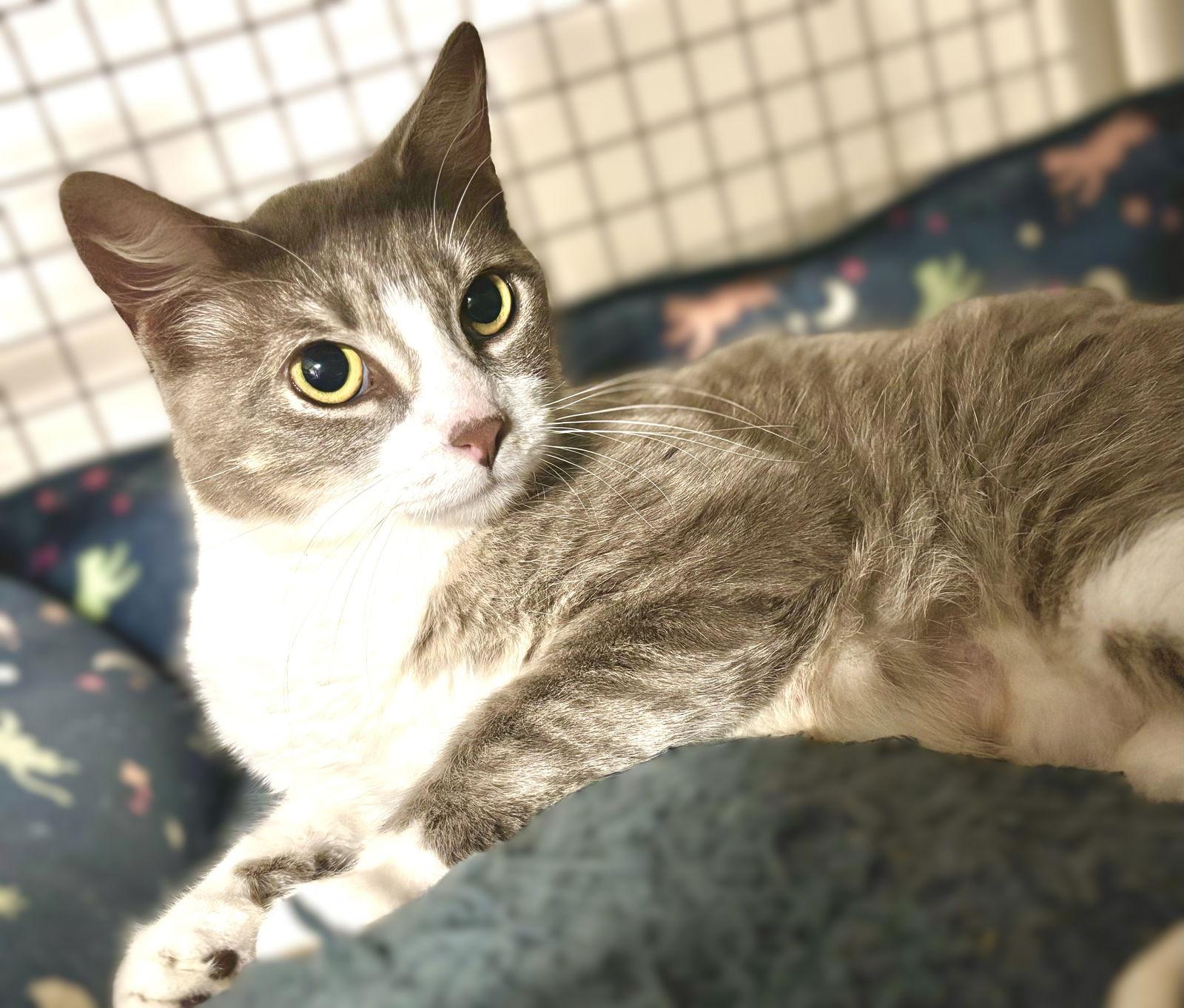 Islet, Adoptable, Adult Female Domestic Medium Hair.