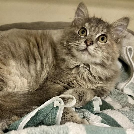 Miyo, adopted, Kitten Female Domestic Long Hair.