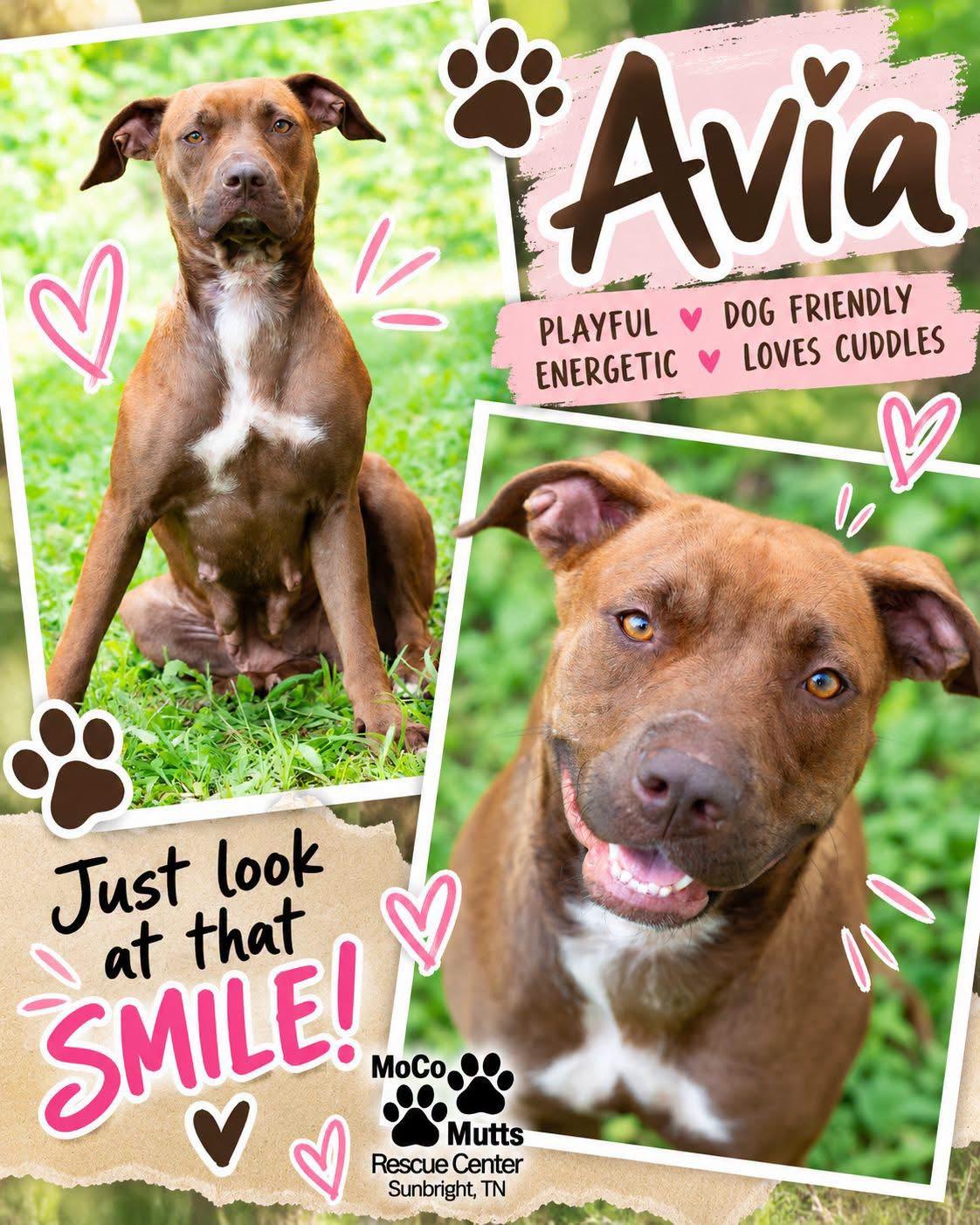 Enlarge Avia, a Adoptable mixed breed in Sunbright, TN image 1/2