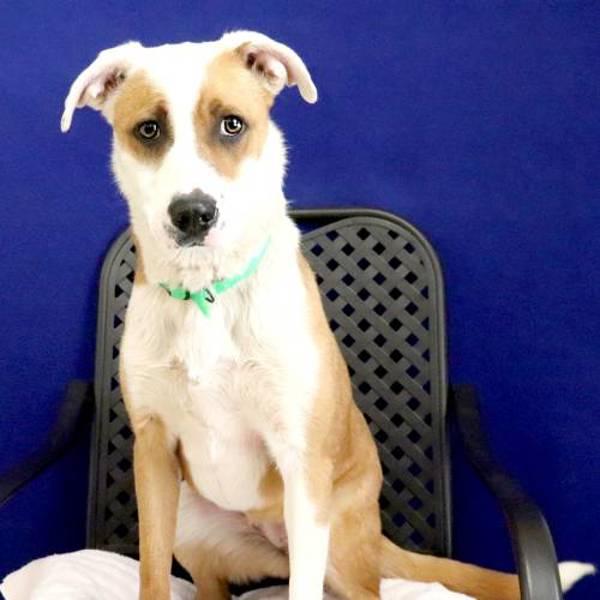 Enlarge Trixie, a Adoptable mixed breed in Midland, TX image 3/4