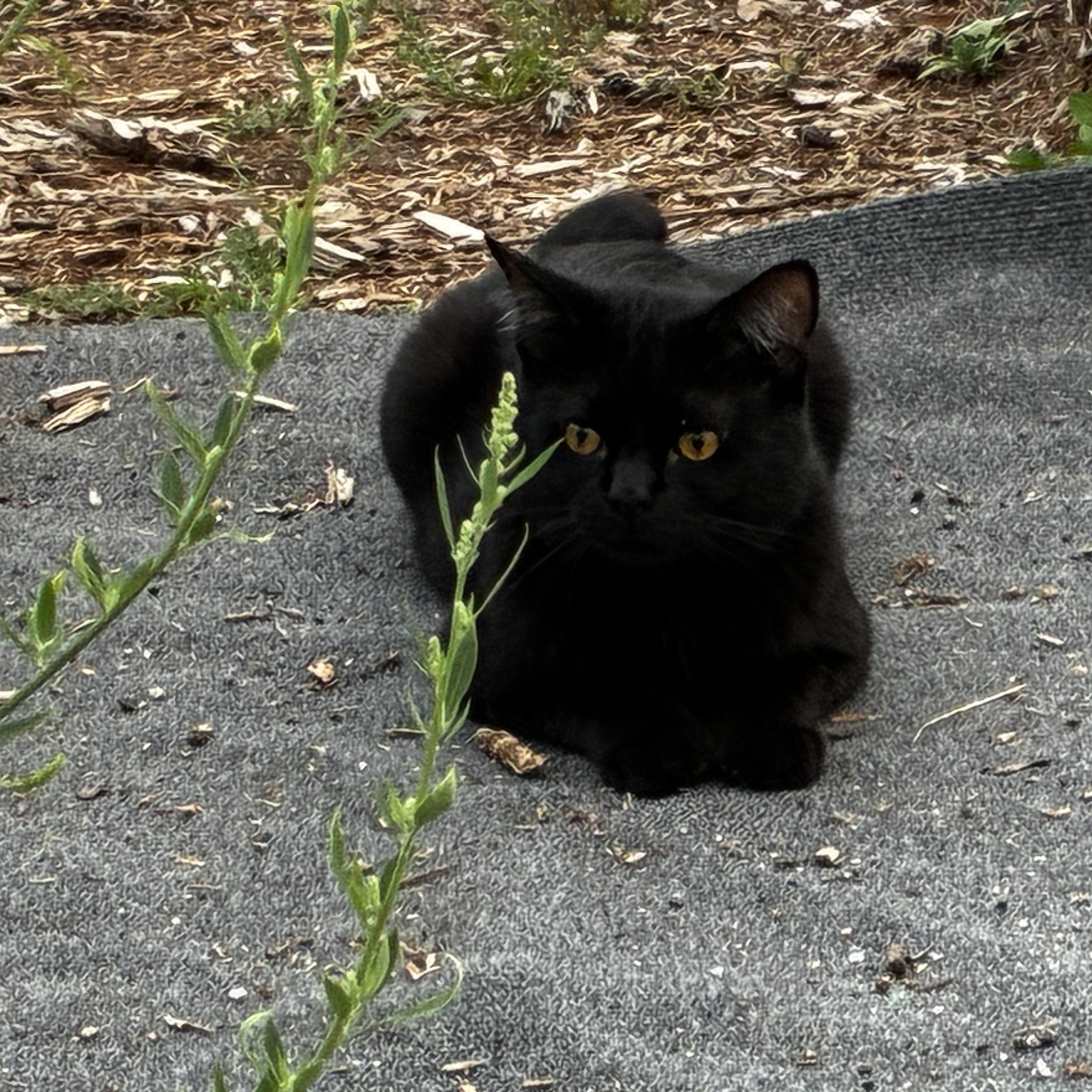 Enlarge Onyx the Feline Jewel, a ADOPTABLE Domestic Short Hair in Milwaukee, WI image 2/3