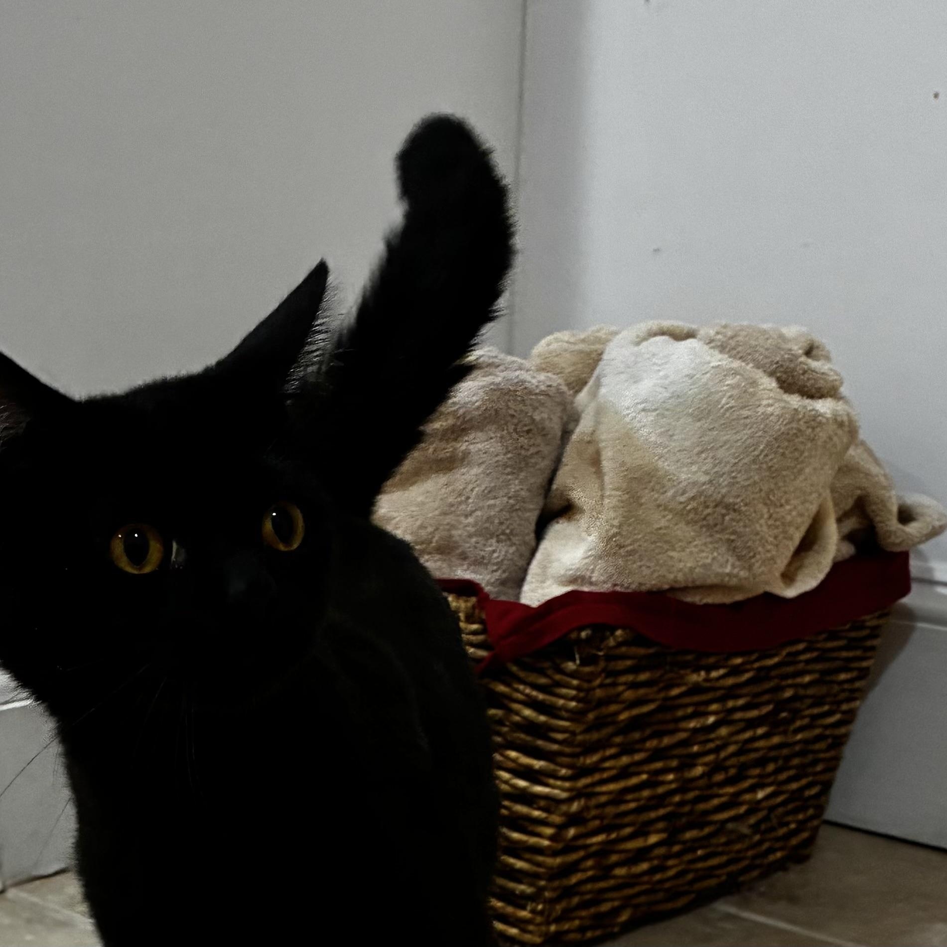 Enlarge Onyx the Feline Jewel, a ADOPTABLE Domestic Short Hair in Milwaukee, WI image 3/3