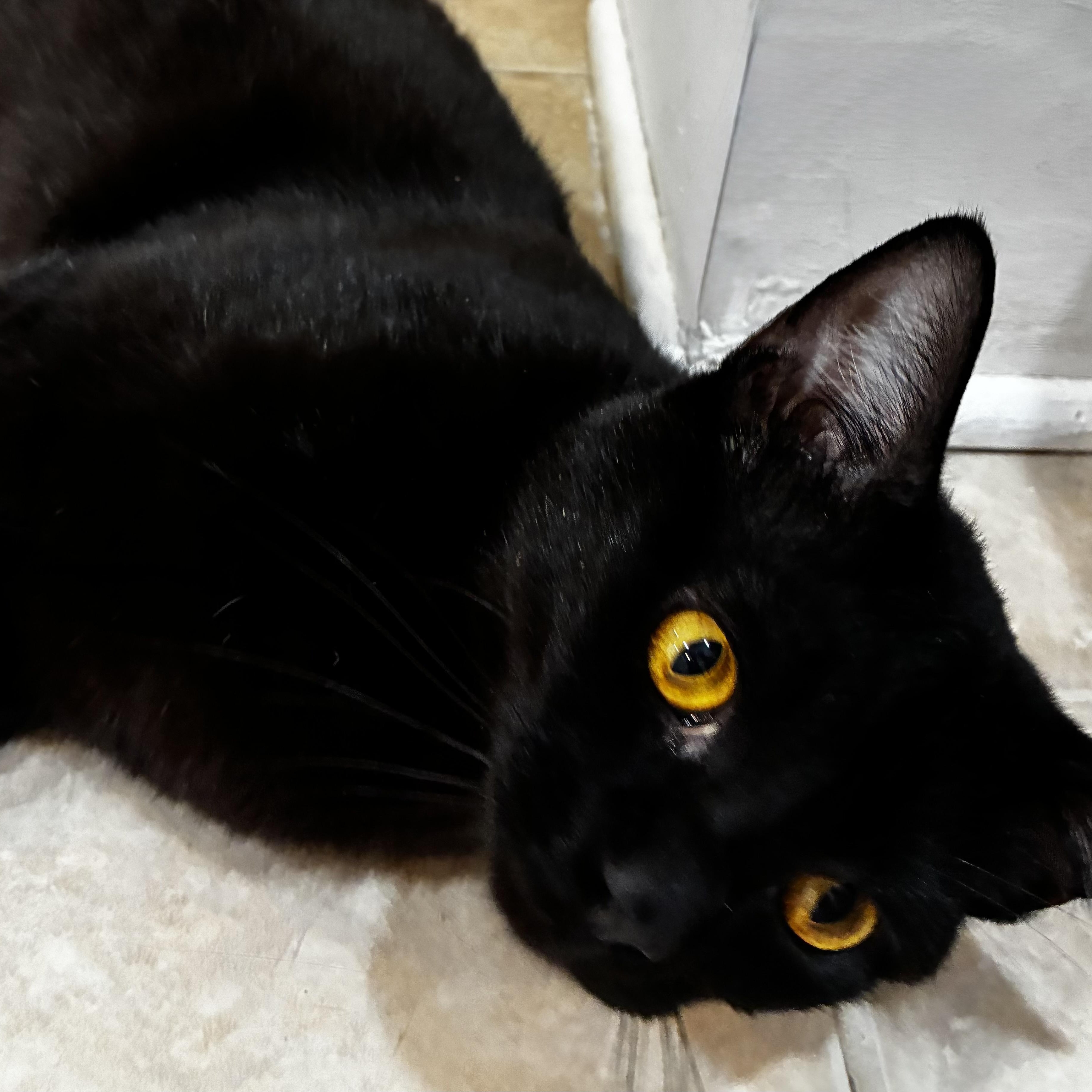 Onyx the Feline Jewel, ADOPTABLE, Young Male Domestic Short Hair.