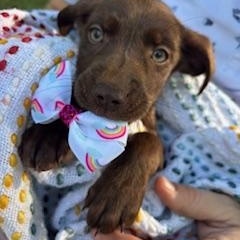 Fall Litter