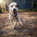 Moose, ADOPTABLE, Young Male Mixed Breed.