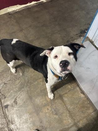 Moose, a ADOPTABLE Mixed Breed in Georgetown, SC image 2/2