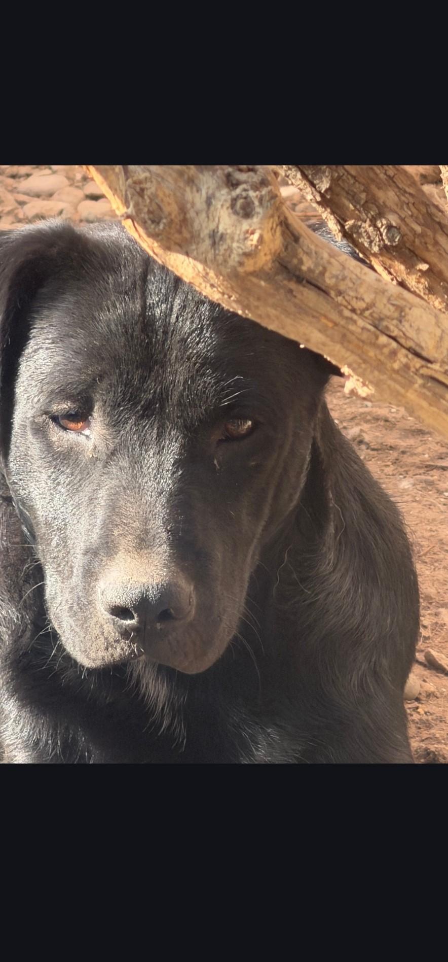 Enlarge Einer, a Adoptable Labrador Retriever in Hardin, MT image 1/1