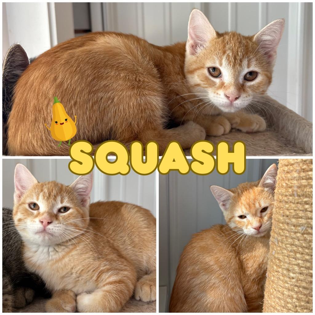 Squash, Adoptable, Young Female Domestic Short Hair.