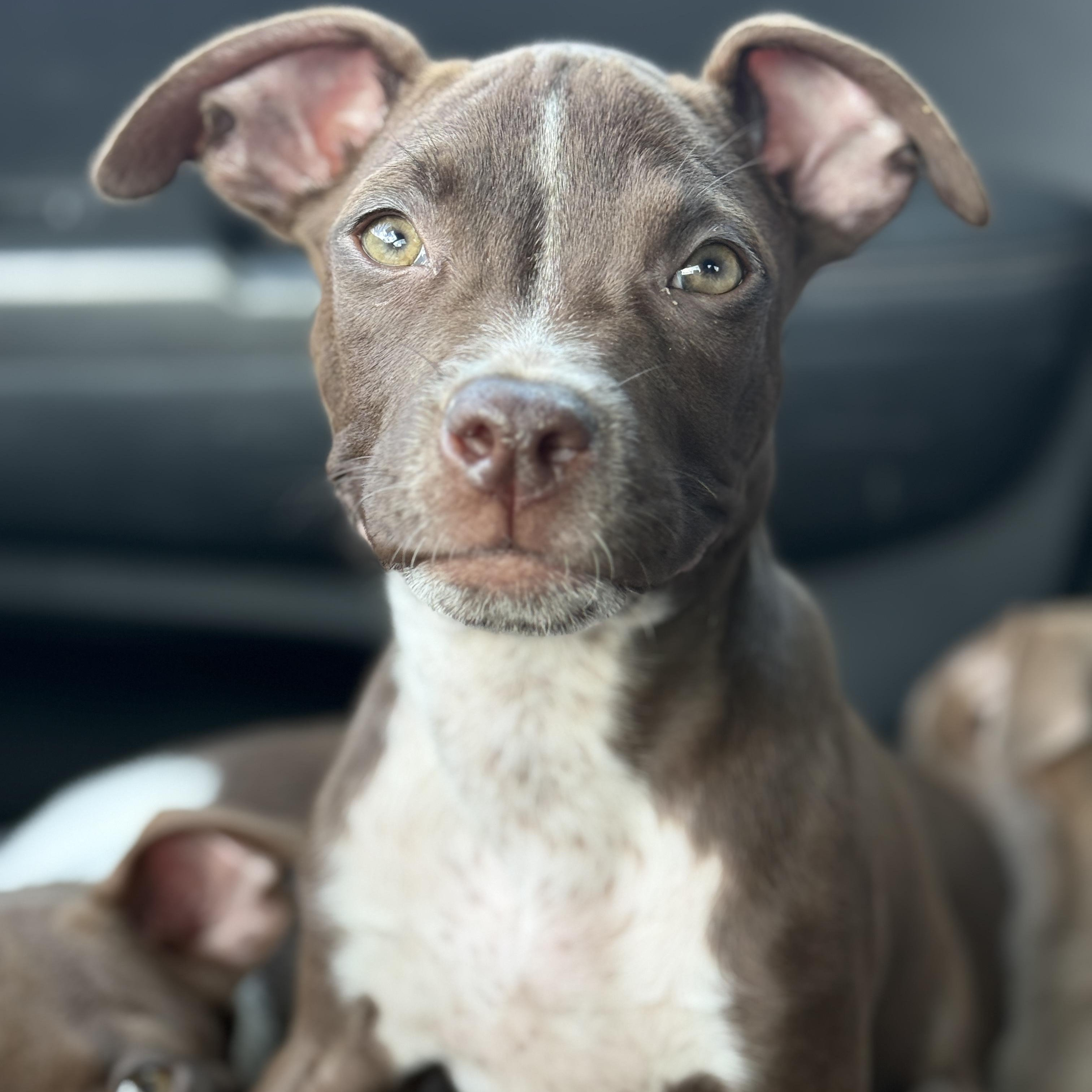 Enlarge Macaroni, a ADOPTABLE mixed breed in Deltona, FL image 1/3