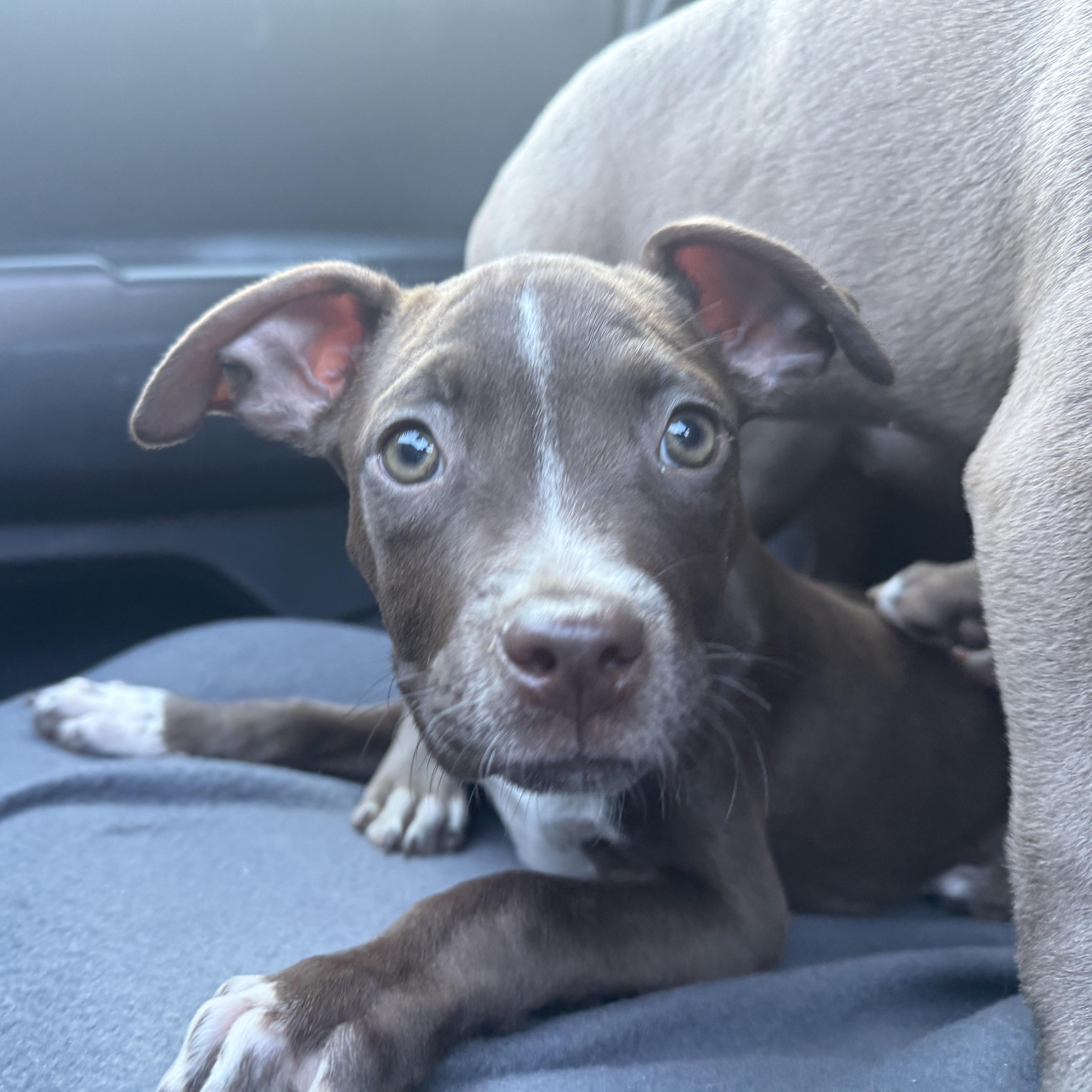 Enlarge Macaroni, a ADOPTABLE mixed breed in Deltona, FL image 3/3