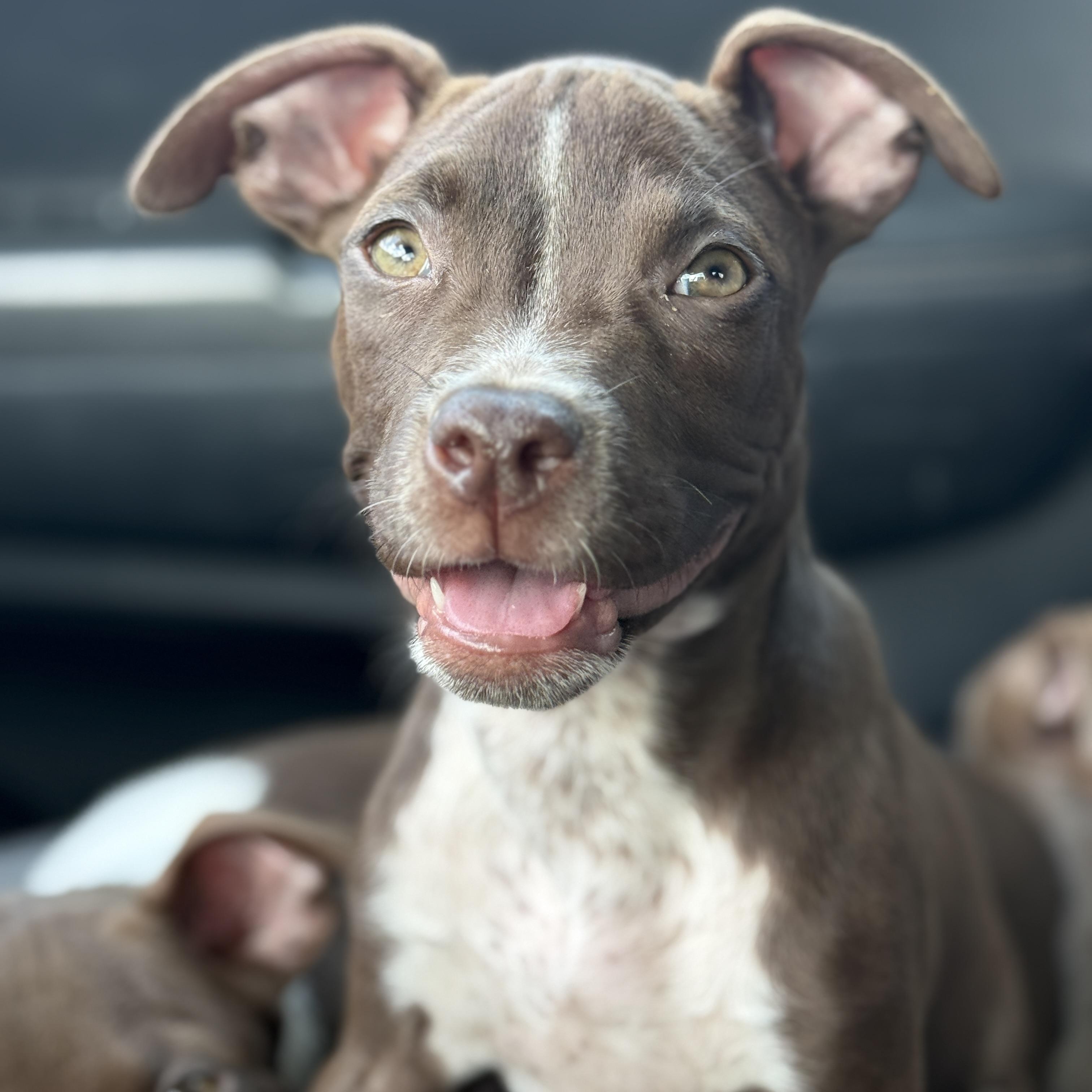 Enlarge Macaroni, a ADOPTABLE mixed breed in Deltona, FL image 2/3