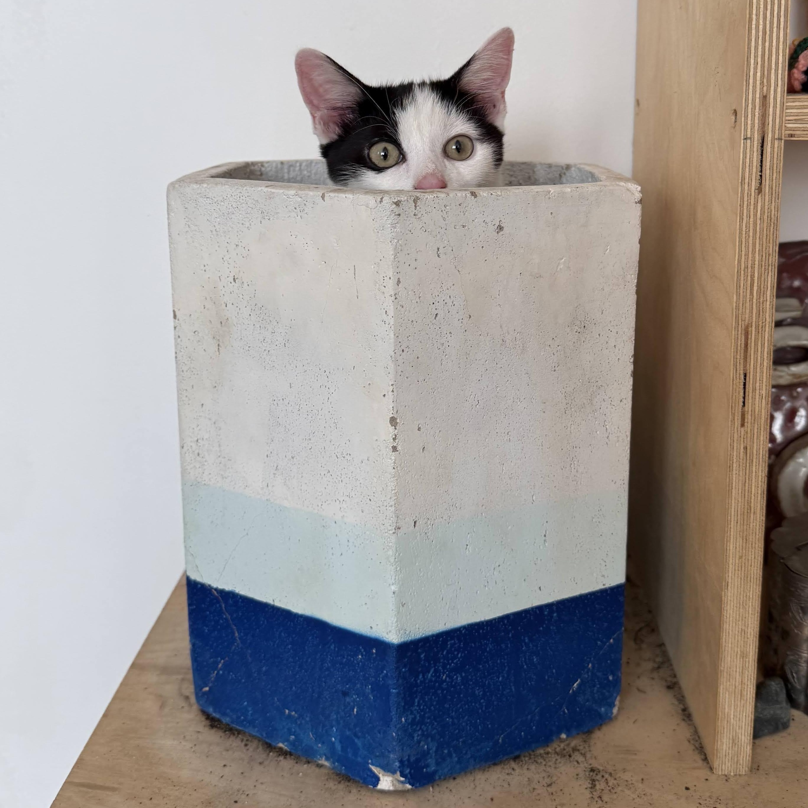 Enlarge Kokomo + Barbara Ann, a Adoptable Domestic Short Hair in brooklyn, NY image 4/6