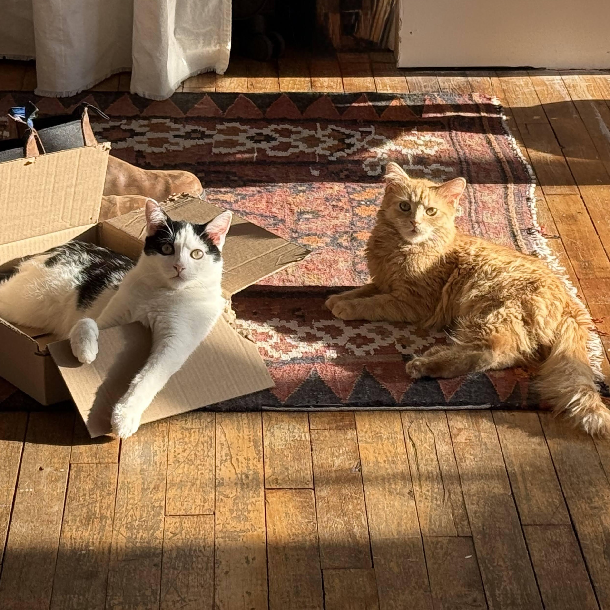 Enlarge Kokomo + Barbara Ann, a Adoptable Domestic Short Hair in brooklyn, NY image 3/6