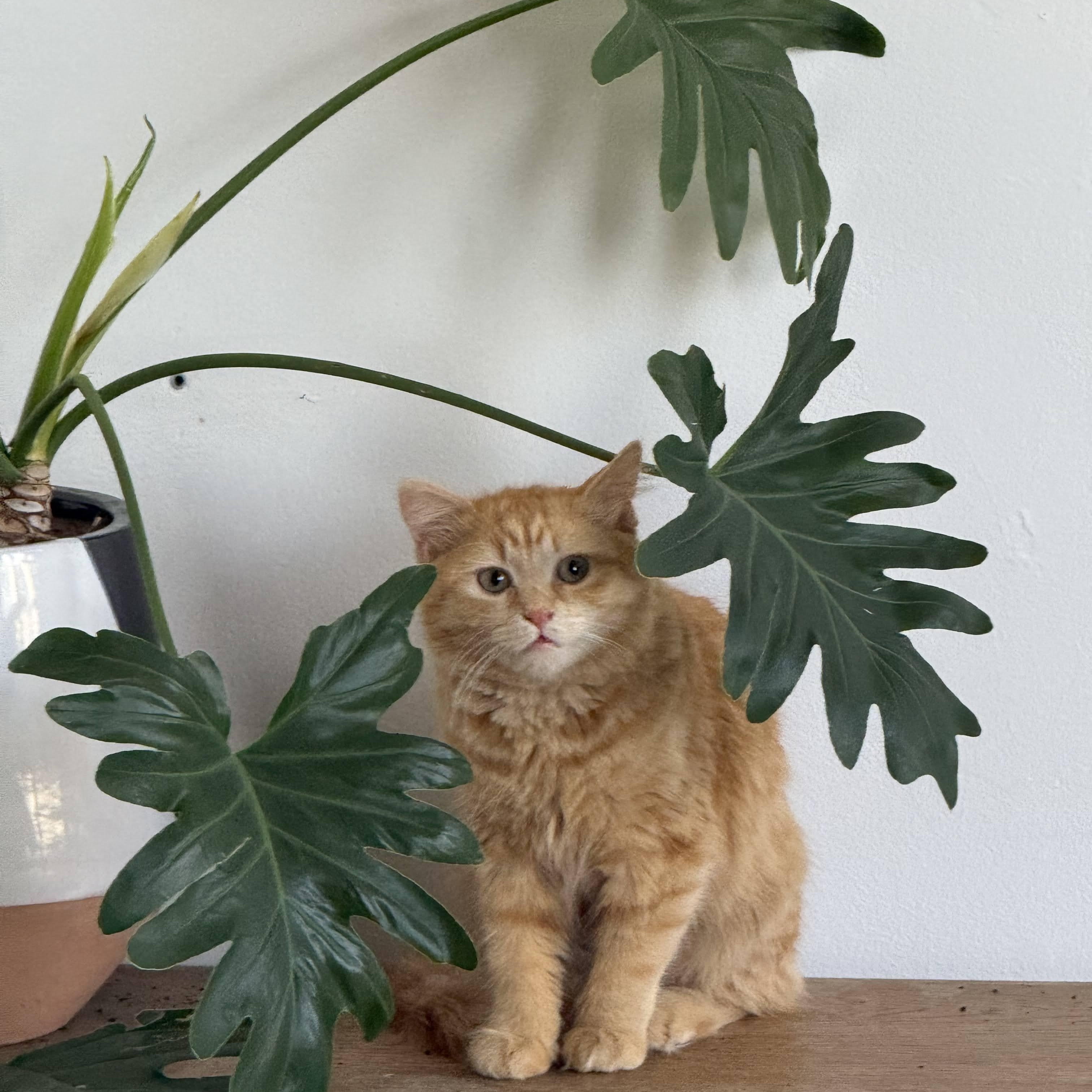 Enlarge Kokomo + Barbara Ann, a Adoptable Domestic Short Hair in brooklyn, NY image 2/6