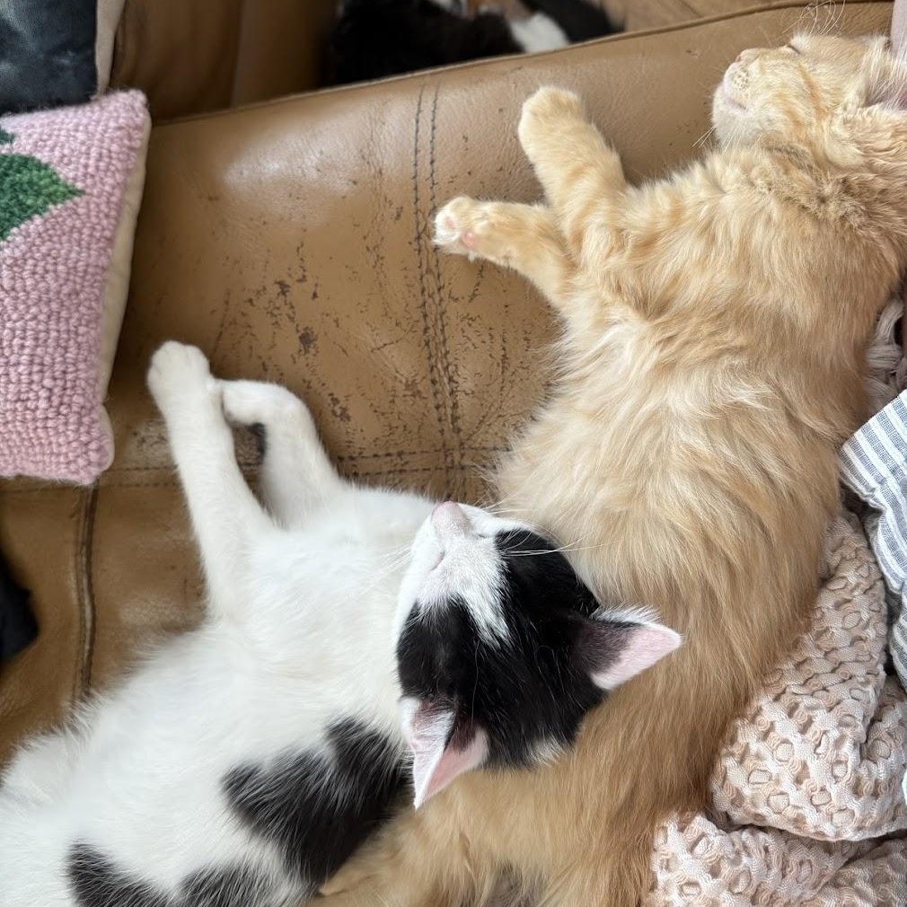 Enlarge Kokomo + Barbara Ann, a Adoptable Domestic Short Hair in brooklyn, NY image 1/5