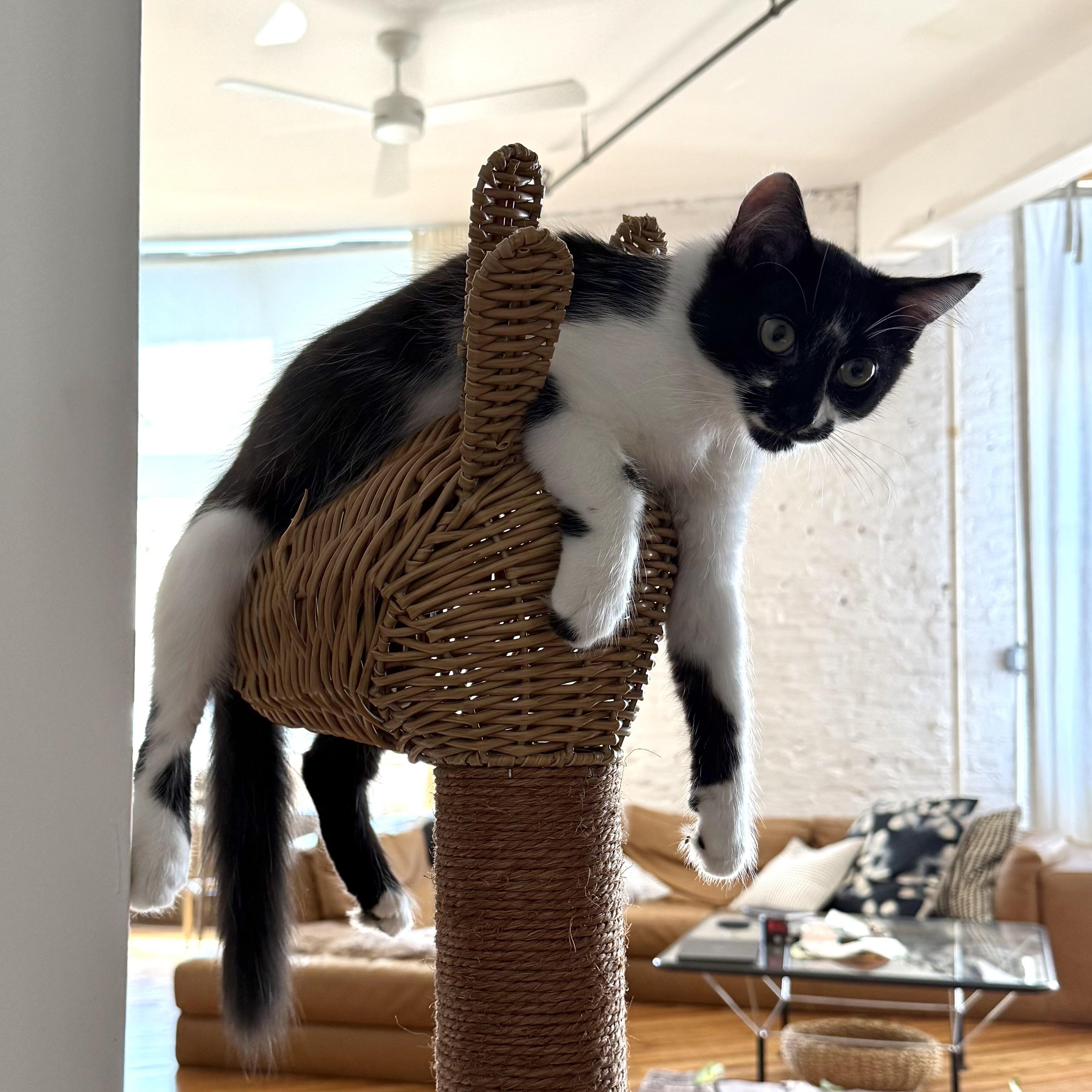 Enlarge Kokomo + Barbara Ann, a Adoptable Domestic Short Hair in brooklyn, NY image 6/6