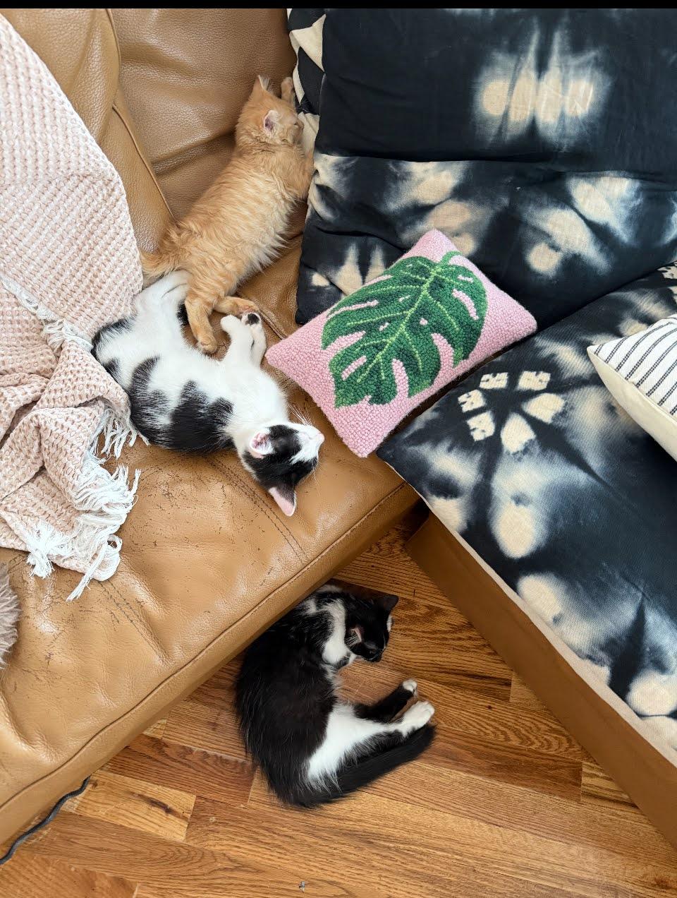 Kokomo + Barbara Ann, Adoptable, Young Male Domestic Short Hair.