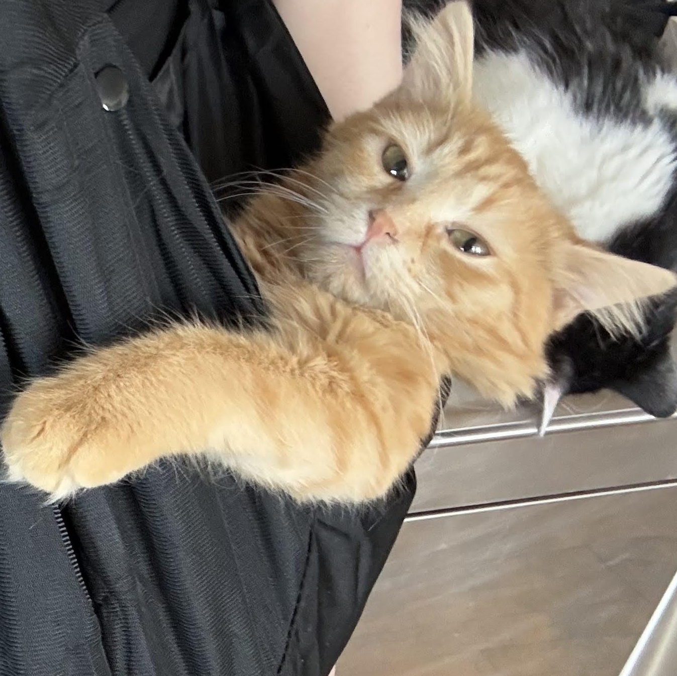 Enlarge Kokomo + Barbara Ann, a Adoptable Domestic Short Hair in brooklyn, NY image 5/6