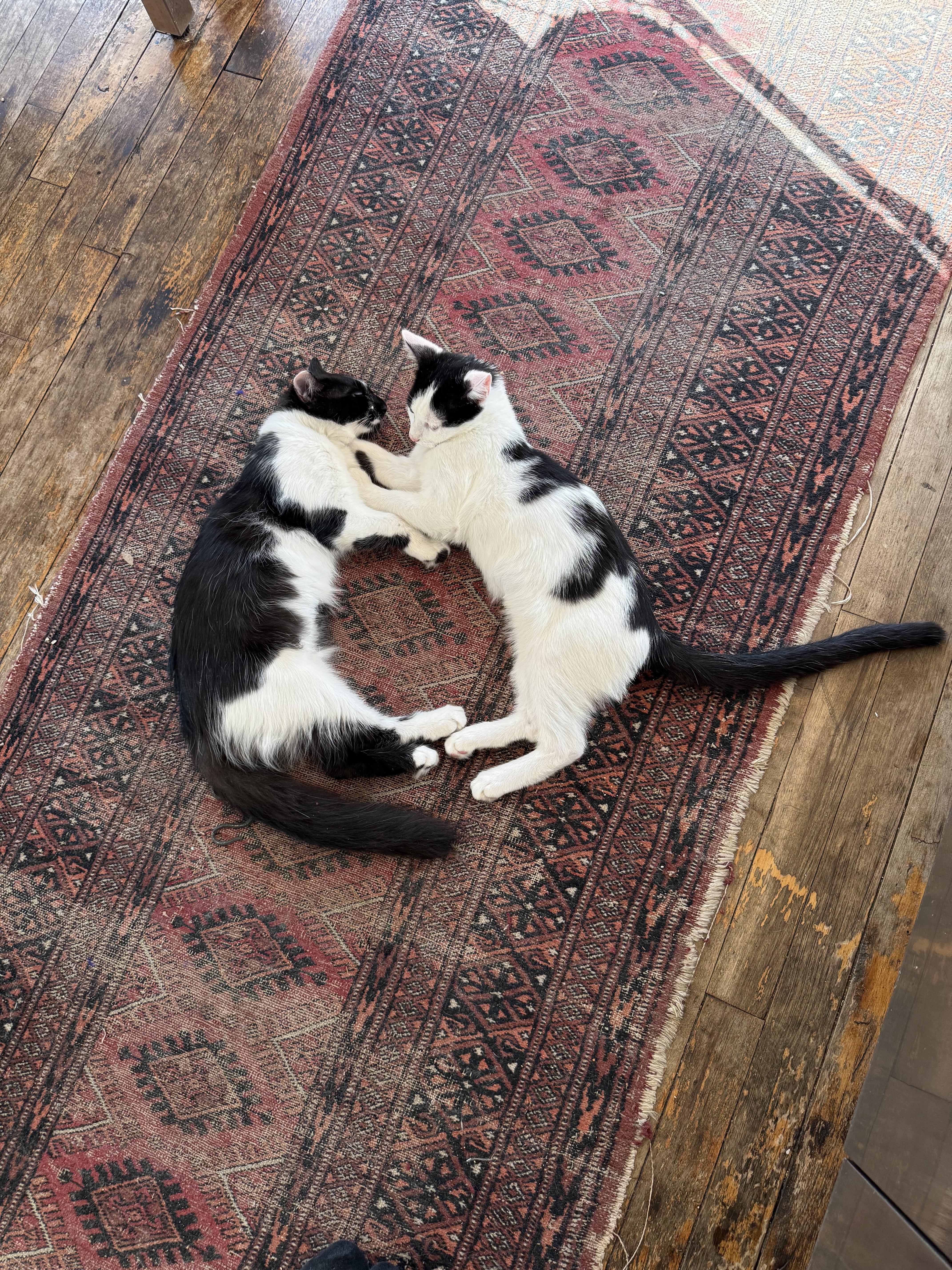 Enlarge Kokomo + Barbara Ann, a Adoptable Domestic Short Hair in brooklyn, NY image 2/6