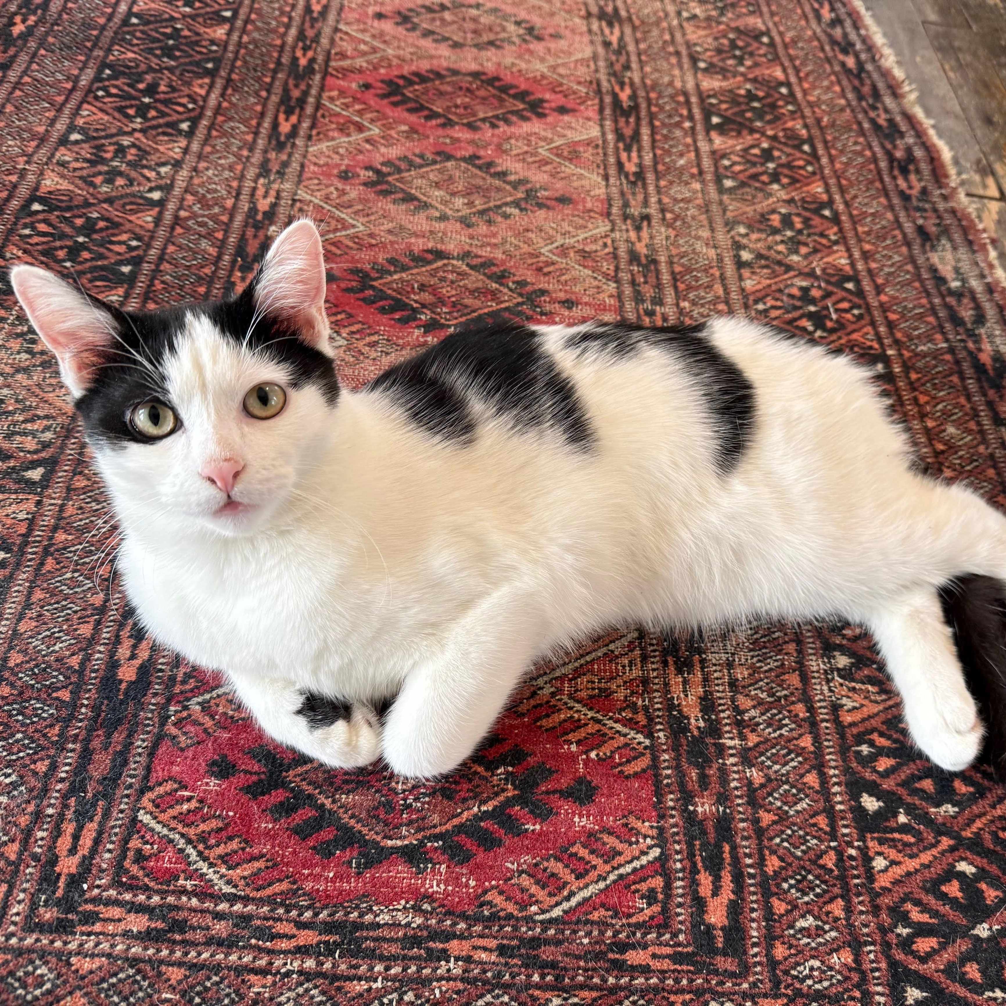 Enlarge Kokomo + Barbara Ann, a Adoptable Domestic Short Hair in brooklyn, NY image 6/6