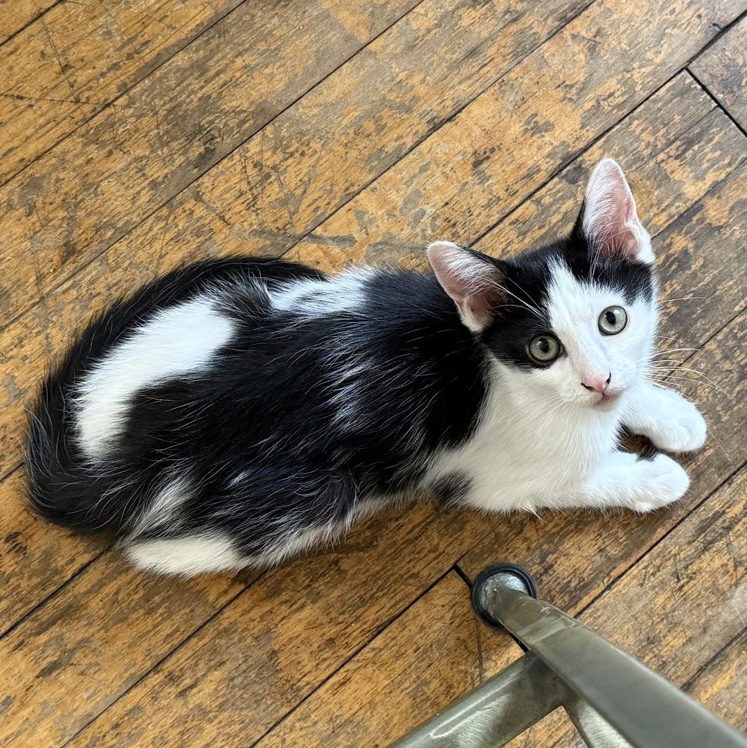 Enlarge Kokomo + Barbara Ann, a Adoptable Domestic Short Hair in brooklyn, NY image 2/5