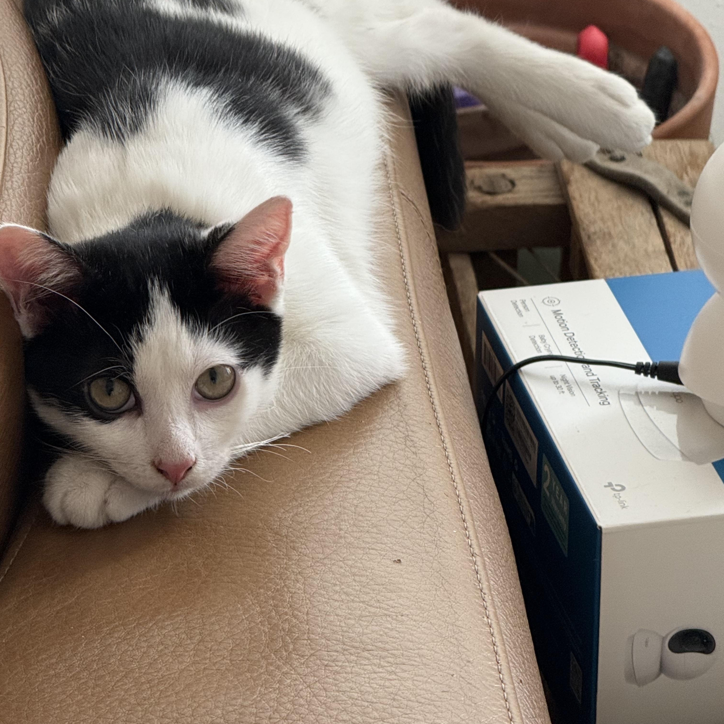 Enlarge Kokomo + Barbara Ann, a Adoptable Domestic Short Hair in brooklyn, NY image 3/6