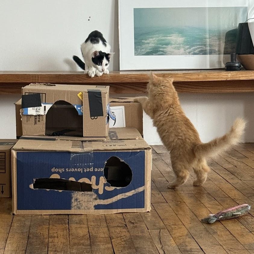 Enlarge Kokomo + Barbara Ann, a Adoptable Domestic Short Hair in brooklyn, NY image 3/5