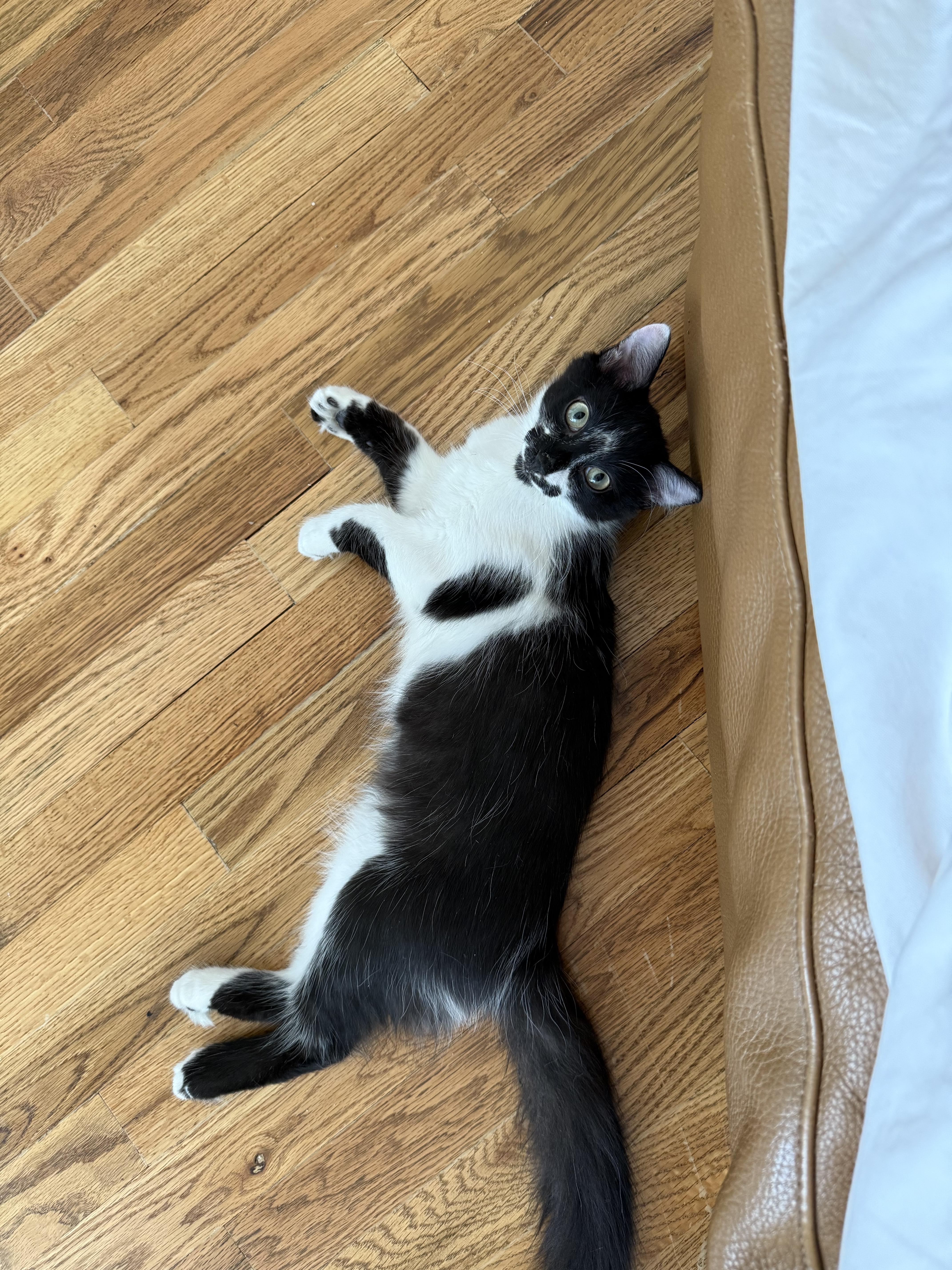 Enlarge Kokomo + Barbara Ann, a Adoptable Domestic Short Hair in brooklyn, NY image 4/6