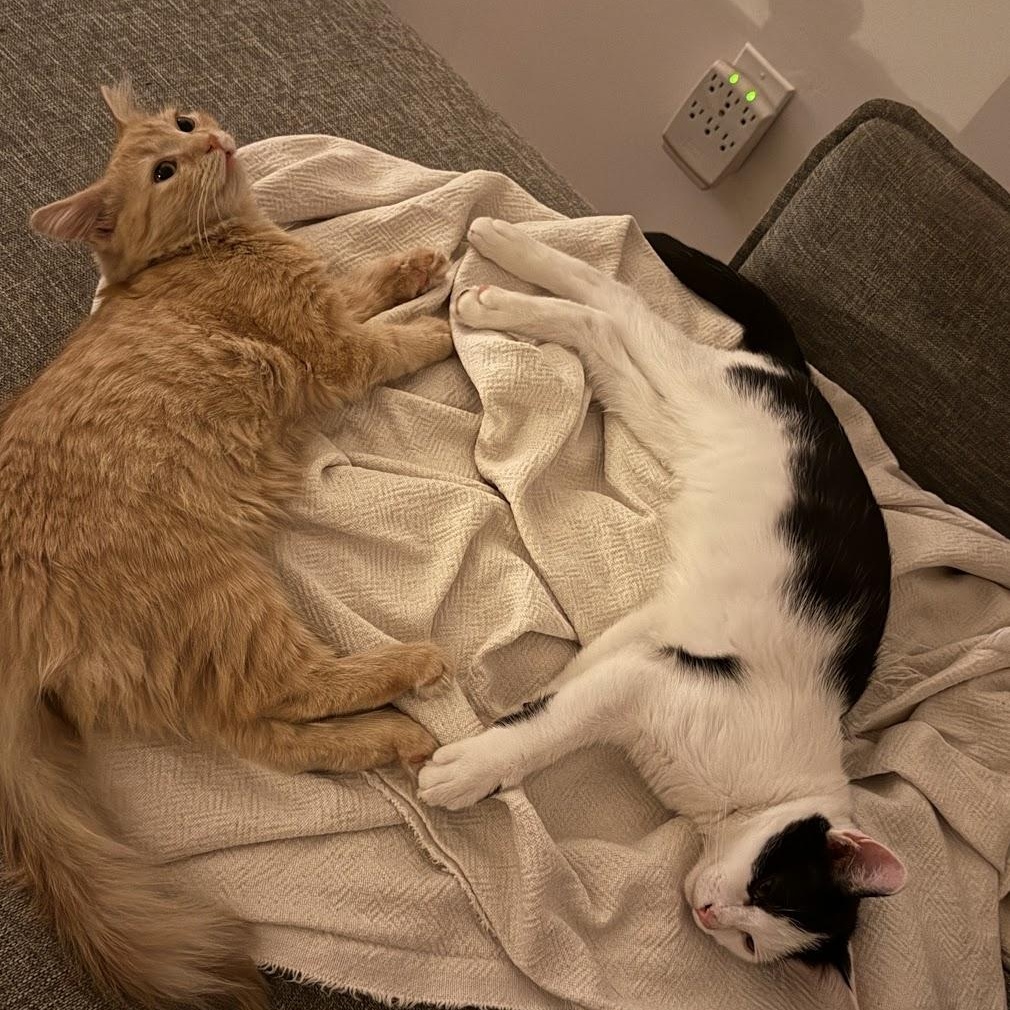 Enlarge Kokomo + Barbara Ann, a Adoptable Domestic Short Hair in brooklyn, NY image 4/5