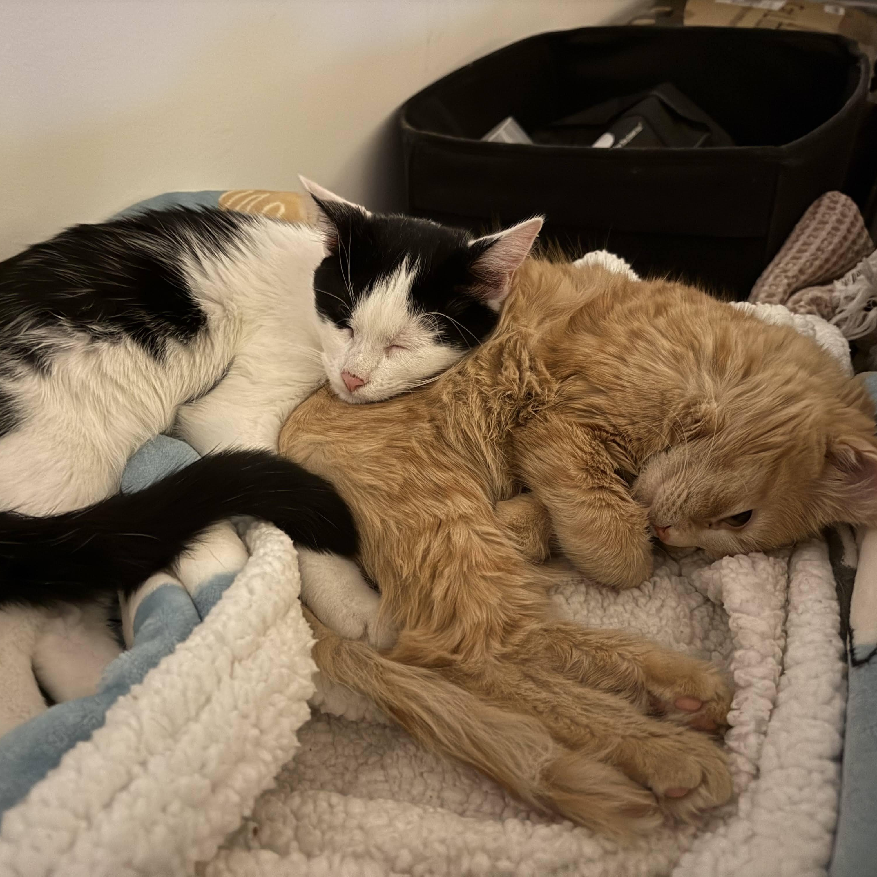 Kokomo + Barbara Ann, Adoptable, Young Male Domestic Short Hair.