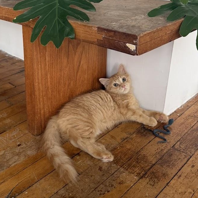 Enlarge Kokomo + Barbara Ann, a Adoptable Domestic Short Hair in brooklyn, NY image 5/5