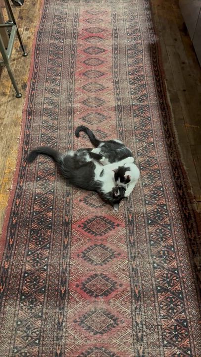 Enlarge Kokomo + Barbara Ann, a Adoptable Domestic Short Hair in brooklyn, NY video 5/6