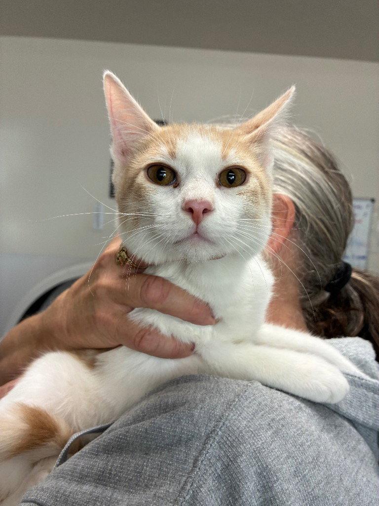 Enlarge Kitten - Sawyer, a Adoptable Domestic Short Hair in Emmett, ID image 1/1