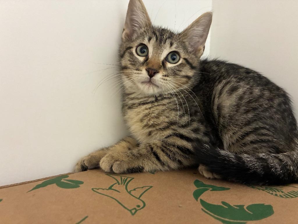Rex, Adoptable, Kitten Male Domestic Short Hair.