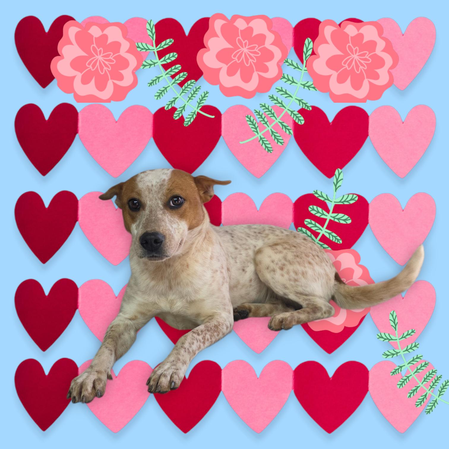 KiKi - PENDING!, adopted, Adult Female Cattle Dog & Australian Cattle Dog / Blue Heeler.