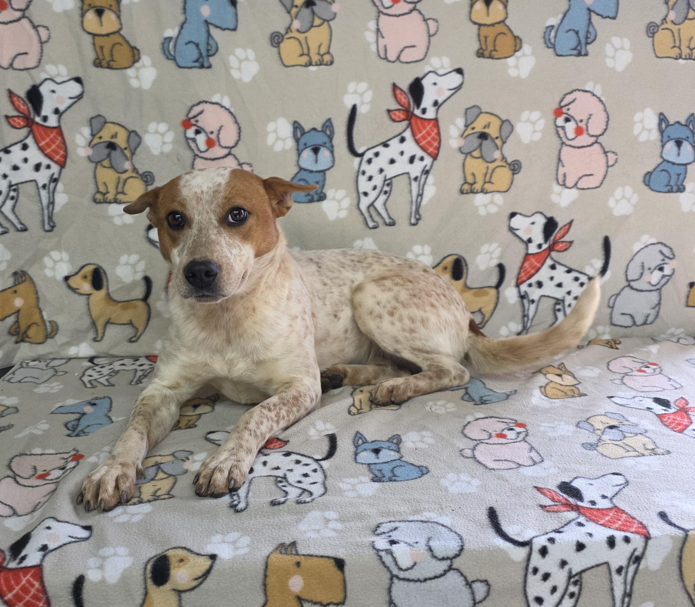 KiKi - PENDING!, an adopted mixed breed in Dallas, GA image 3/3