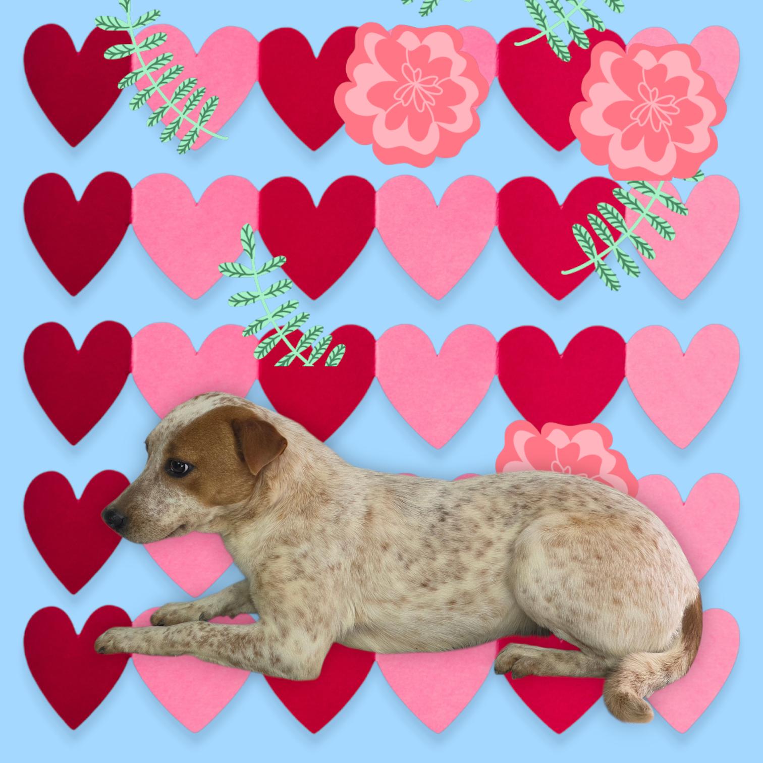 KiKi - PENDING!, an adopted mixed breed in Dallas, GA image 2/3