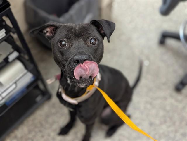Enlarge NELLIE, a Adoptable Pit Bull Terrier in Colorado Springs, CO image 1/1