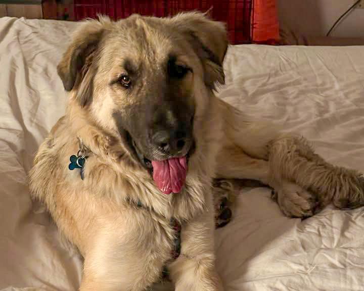 Sara - loves to snuggle!, a ADOPTABLE mixed breed in Boulder, CO image 1/3