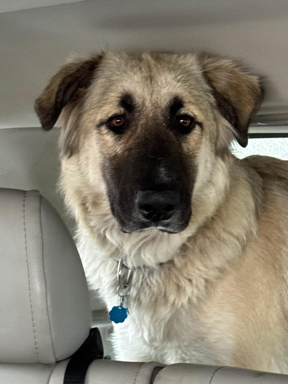 Sara - loves to snuggle!, a ADOPTABLE mixed breed in Boulder, CO image 2/3